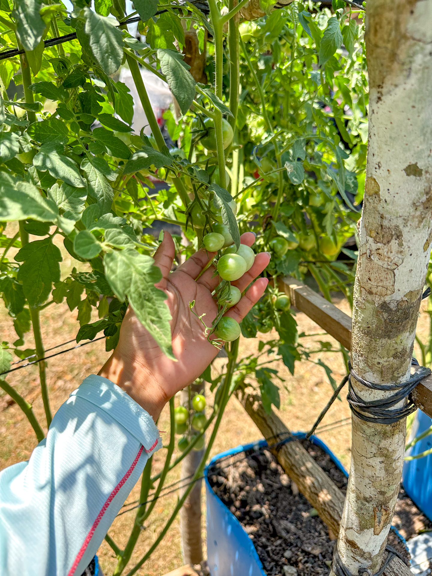 Cherry tomatoes 