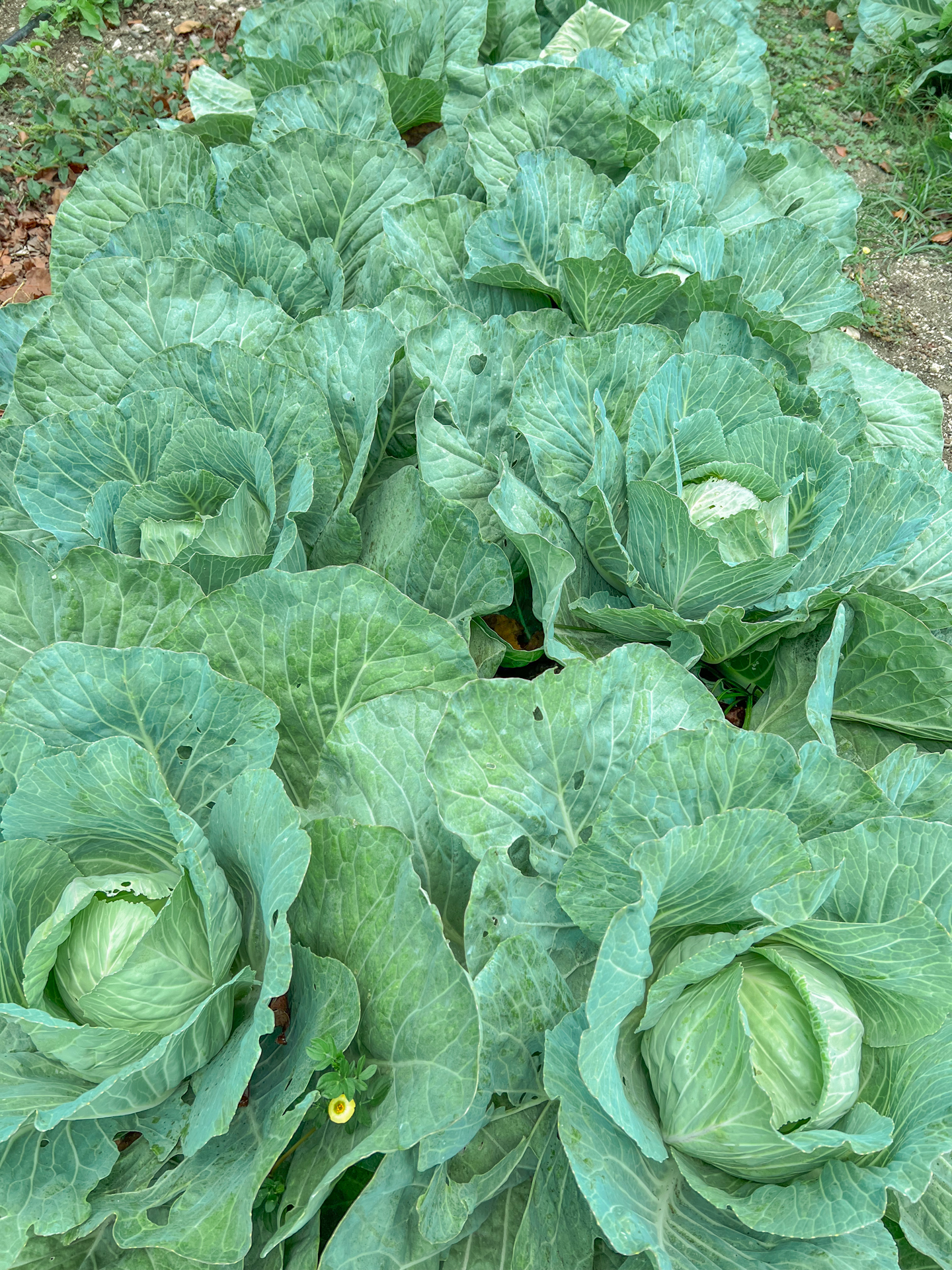belize Chaa Creek organic farm 