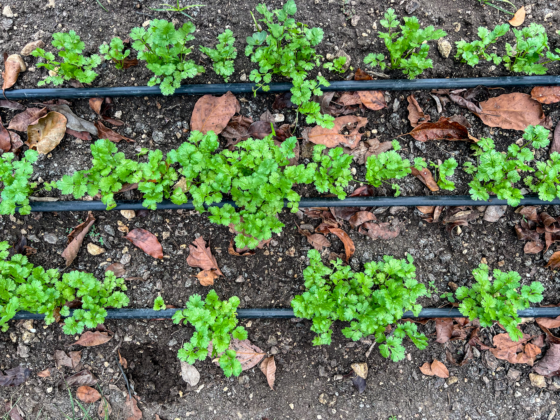 cilantro 