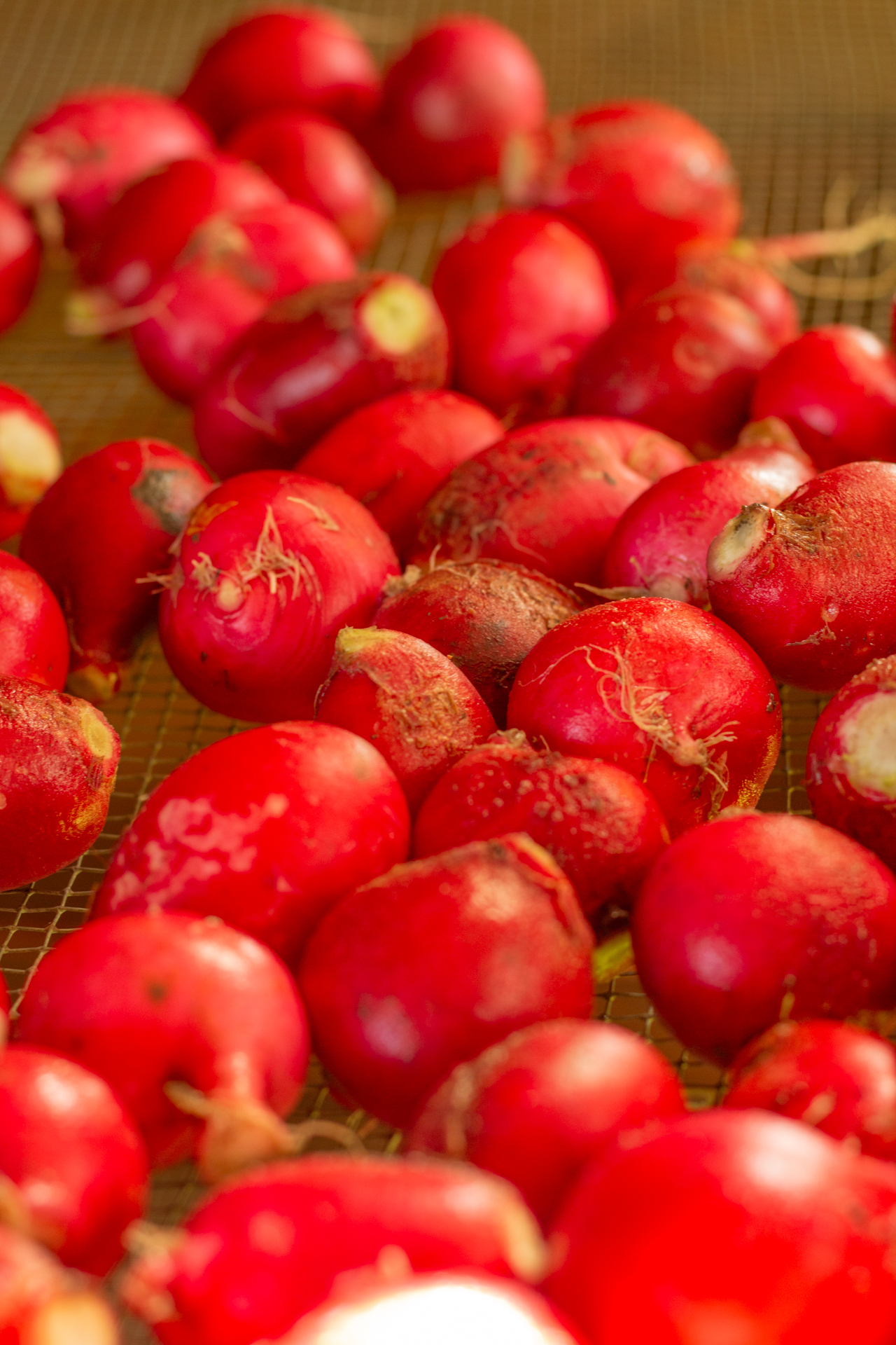 Radish 