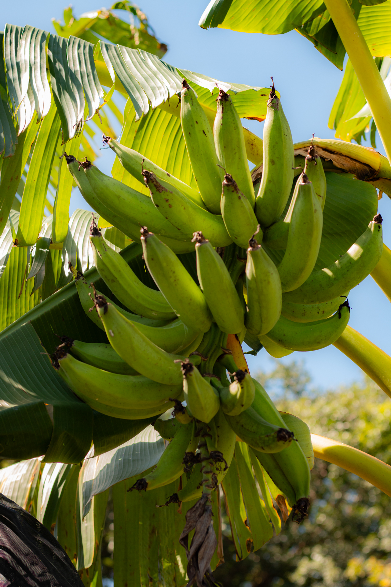 Plantains Maya organic farm Chaa Creek 