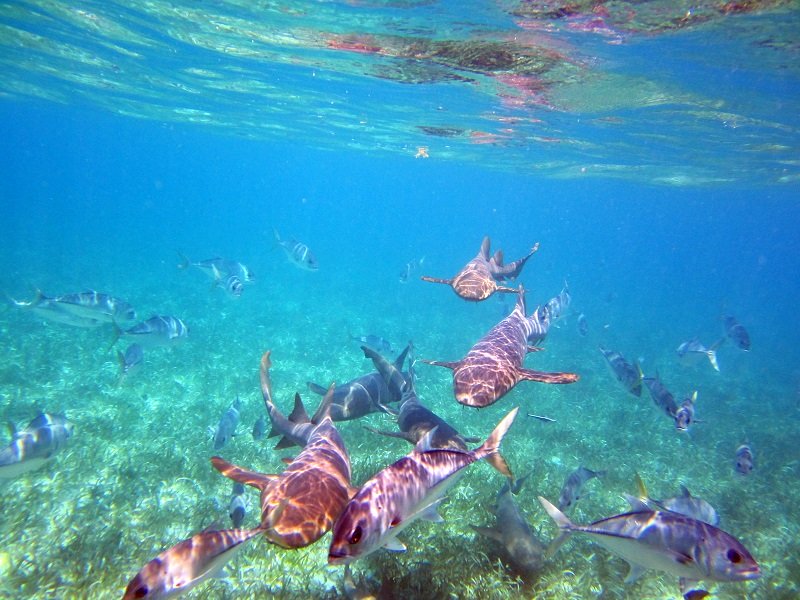 shark-ray-alley-belize