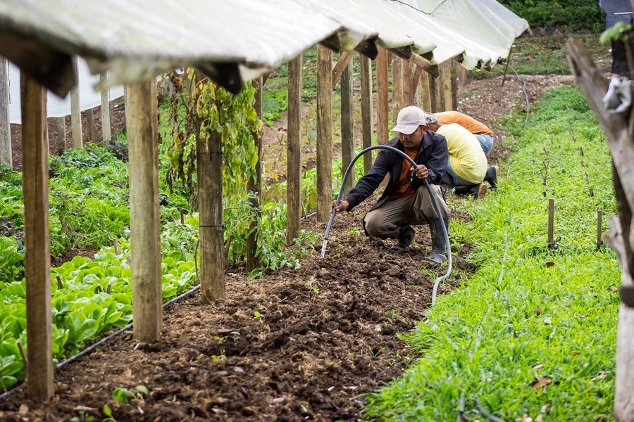 belize-food-chaa-creek-organic-farm-belize