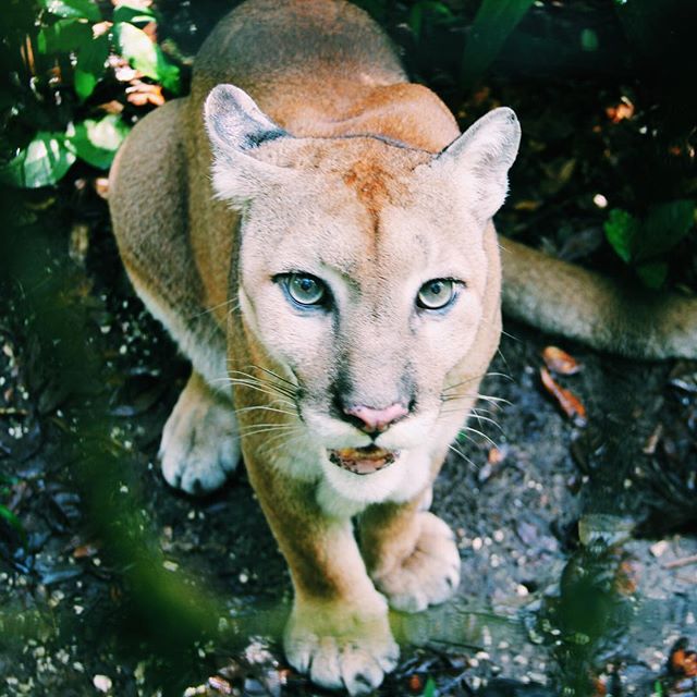 pictures-of-belize-panther-big-cats