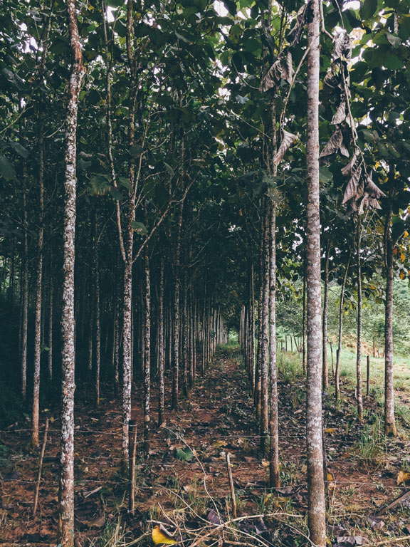 horseback-riding-cayo-belize-teak-trees-chaa-creek