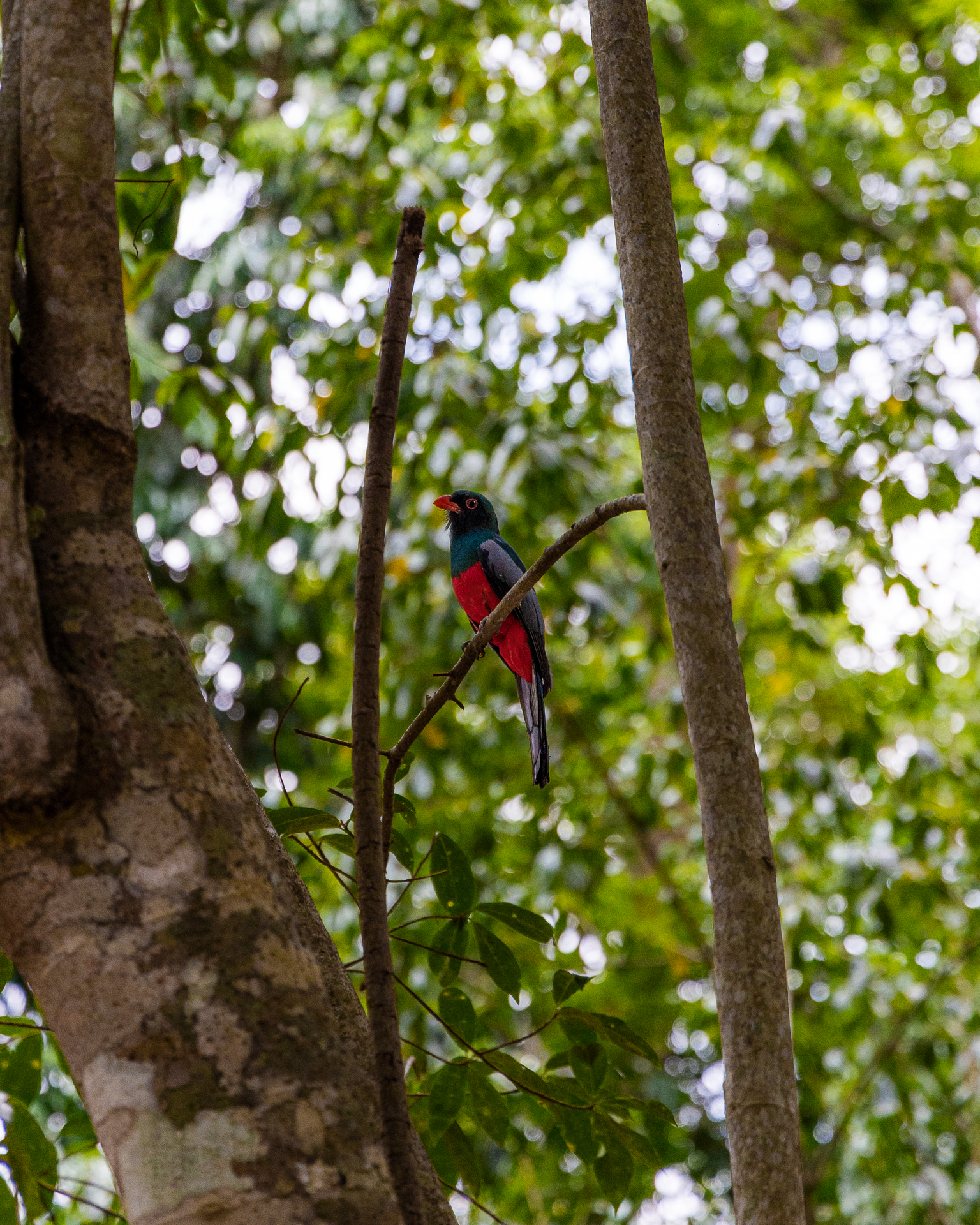 Birding in belize 