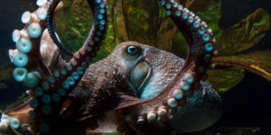 inky-the-octopus-belize-chaa-creek-2016