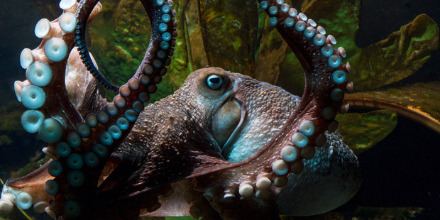 inky-the-octopus-belize-chaa-creek-2016