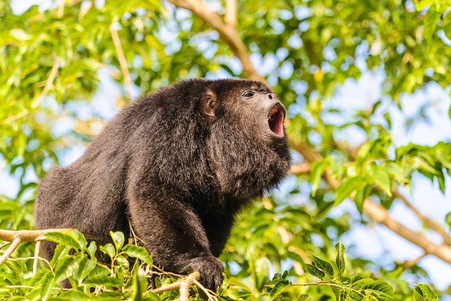 Traveling To Belize With Kids Things You Can Do