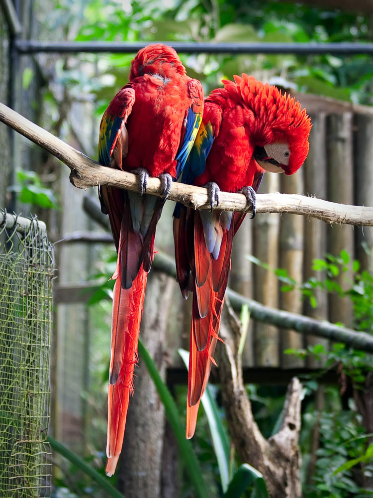belize-in-one-lifetime-chaa-creek-2016-macaw