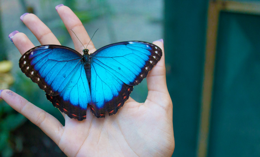 san-ignacio-chaa-creek-butterflies