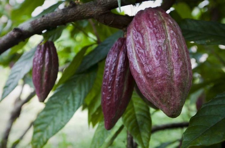belize-chocolate-cocoa-pod