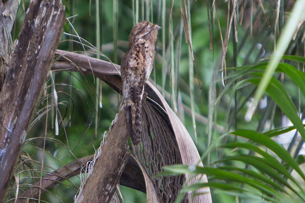 belize-birding-great-potoo