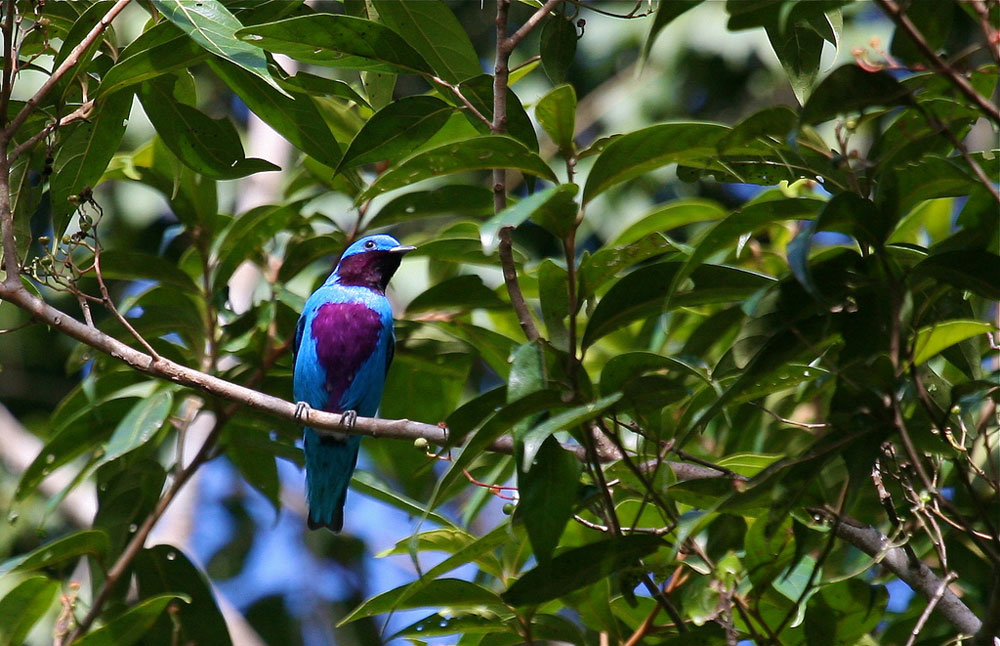 belize-birding-lovely-cotinga