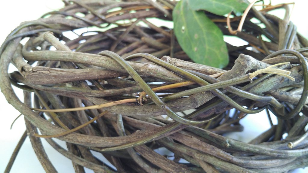 Belize natural remedy contribo