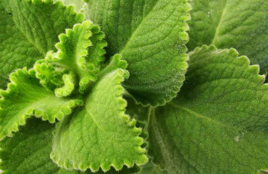 Belize natural remedy oregano
