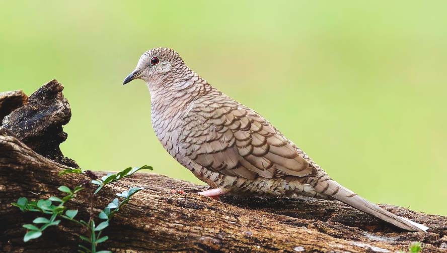 Birds of Belize Inca Dove