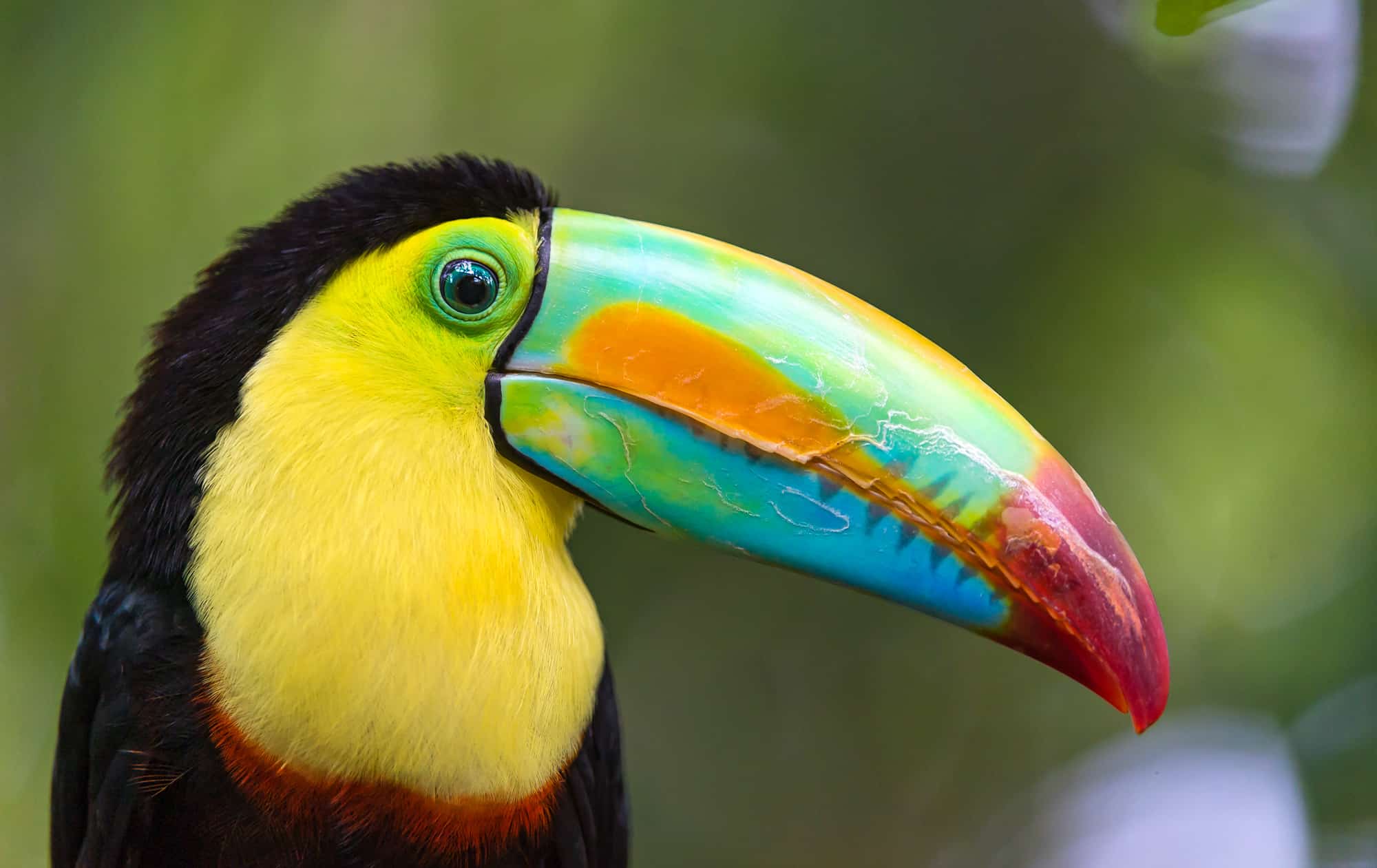 Belize Travel Blog Toucan BG header