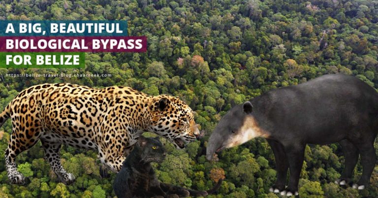 Belize Biological Corridoy Bypass