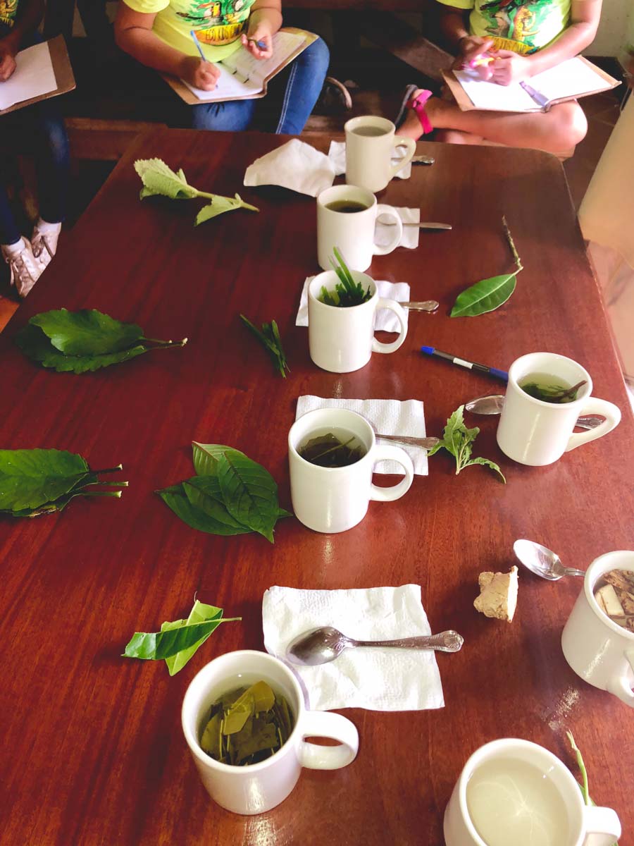 Eco Kids summer camp 2018 day 4 healing herbs