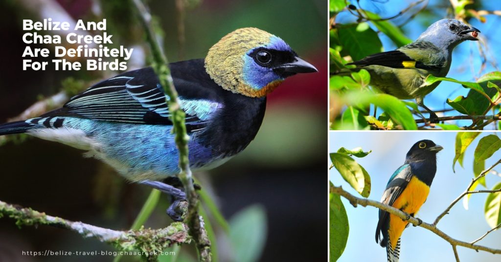 best belize birding at Chaa creek cover