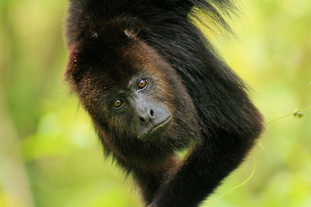 belize wildlife howler monkey hanging off tree