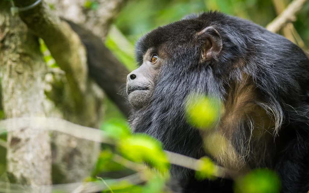 howler monkey on branch at chaa creek belize resort