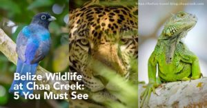 belize wildlife at chaa creek you must see header photo
