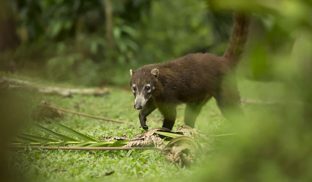 belize wildlife Coatimundis at chaa creek resort