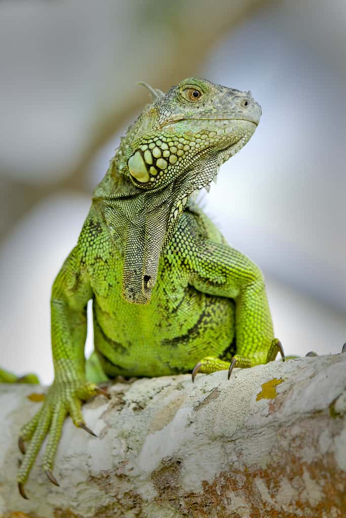 belize wildlife green iguanas at chaa creek