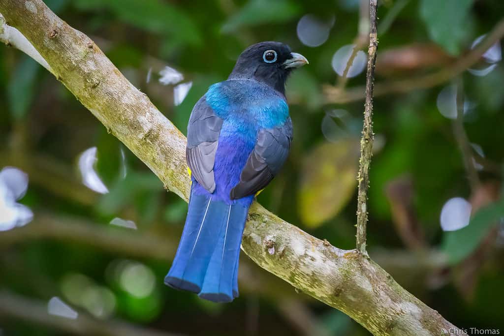 birds of belize black headed trogon at chaa creek resort
