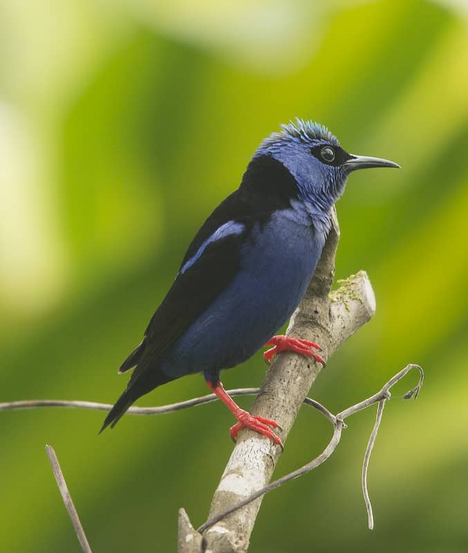 Belize bird red-legged Honeycreeper at chaa creek