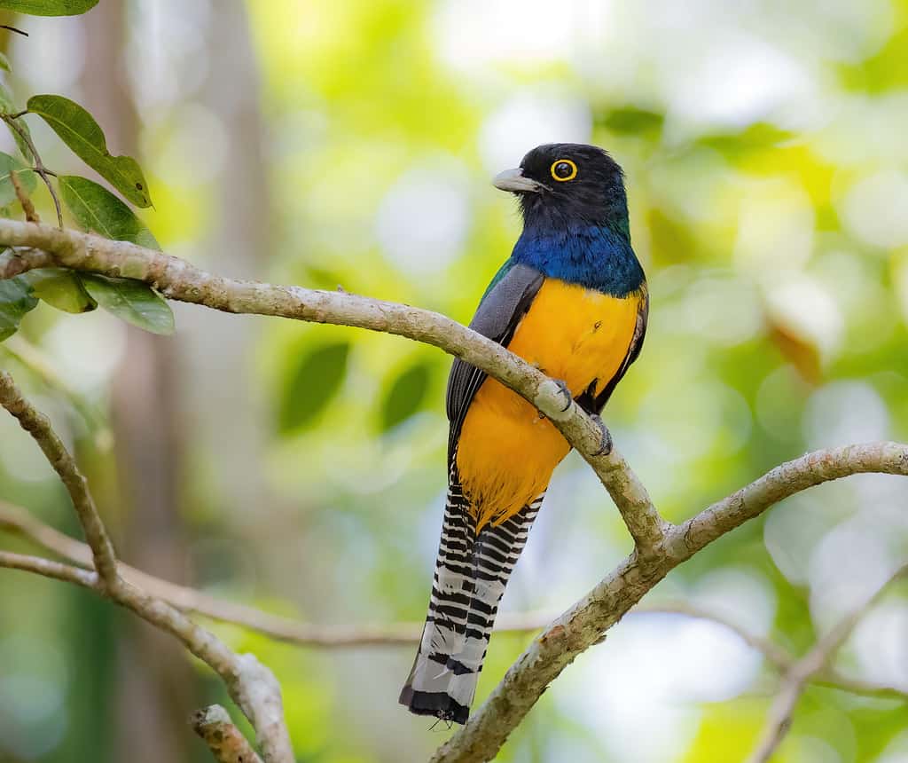 birds of belize violatious trogon compressed