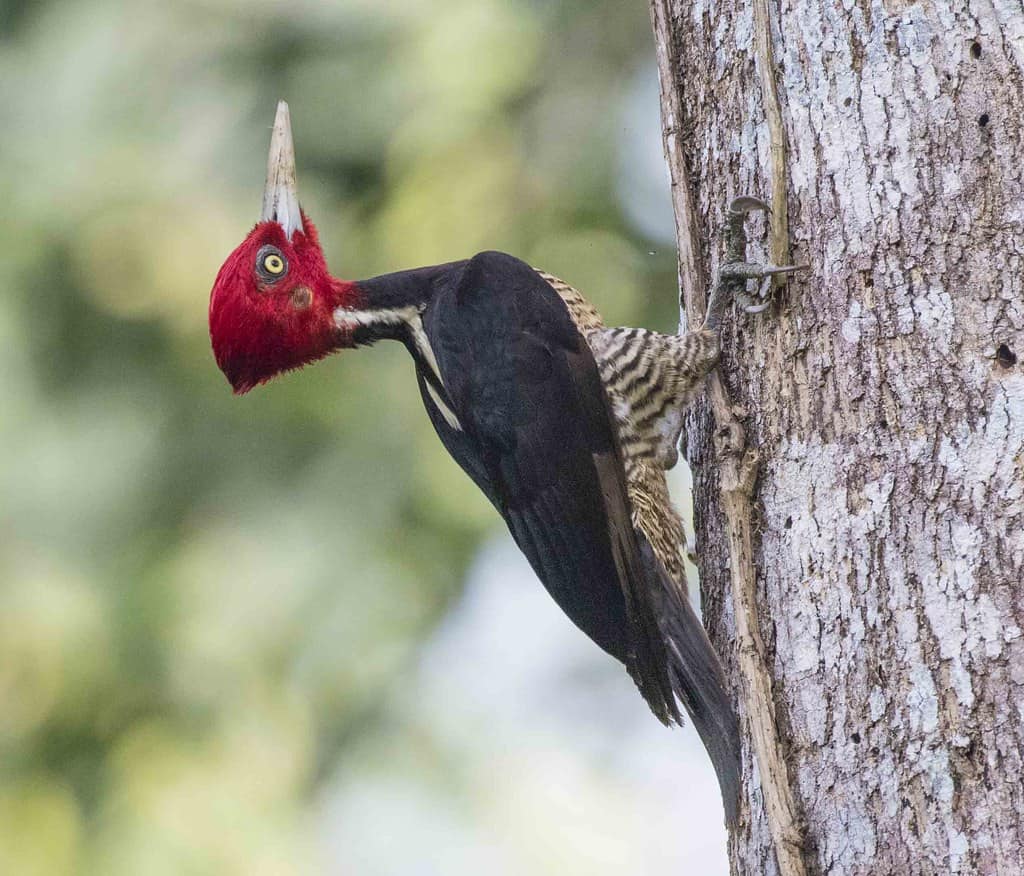 birrds of belize pale billed woodpecker