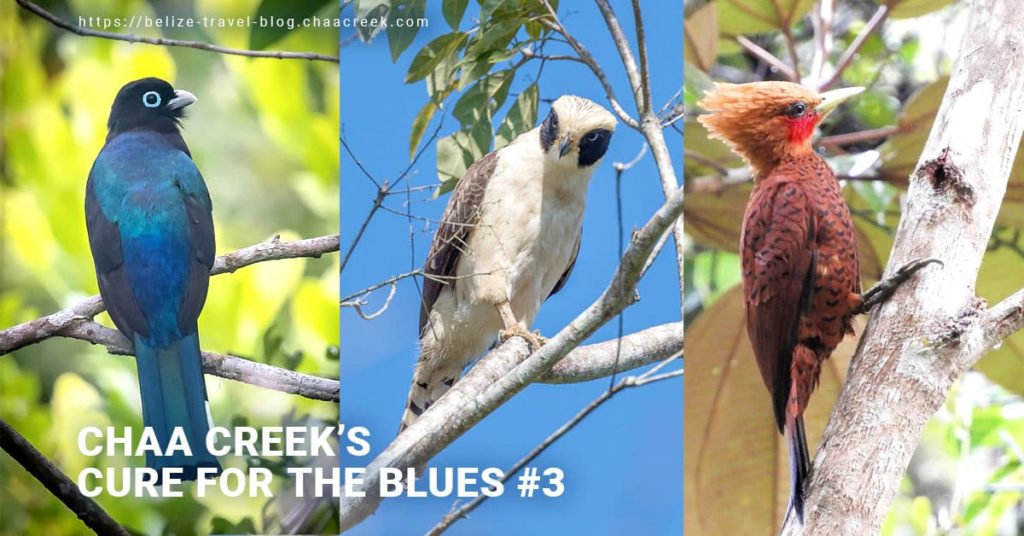 chaa creek cure blues birding 2020 header compres