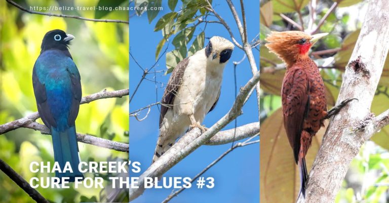 chaa creek cure blues birding 2020 header compres