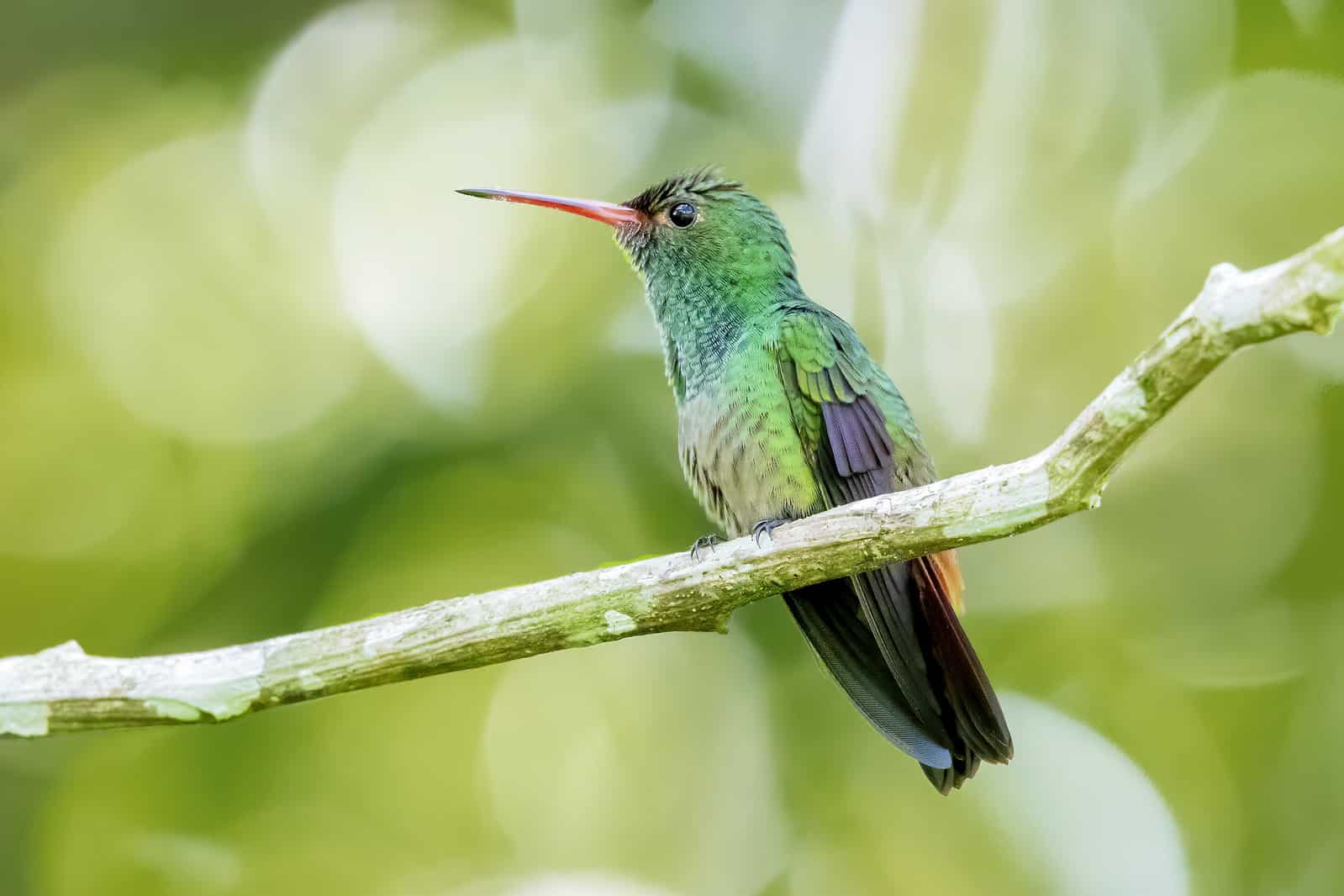belize travel blog home hero background photo of hummingbird