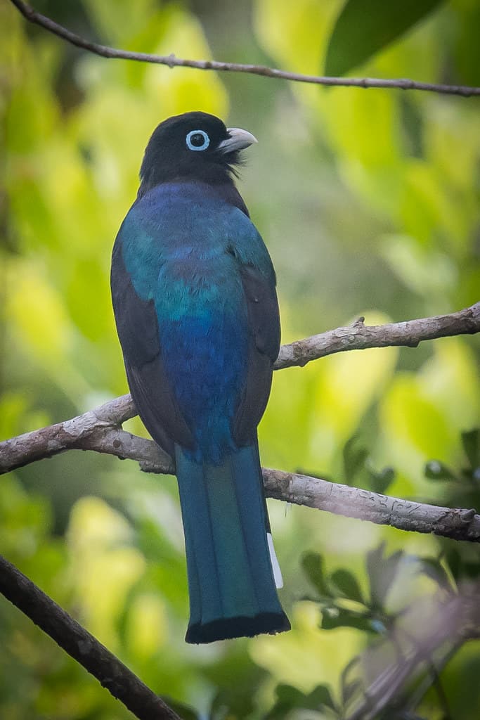 photo of belize bird Black-headed Trogon on a tree branch