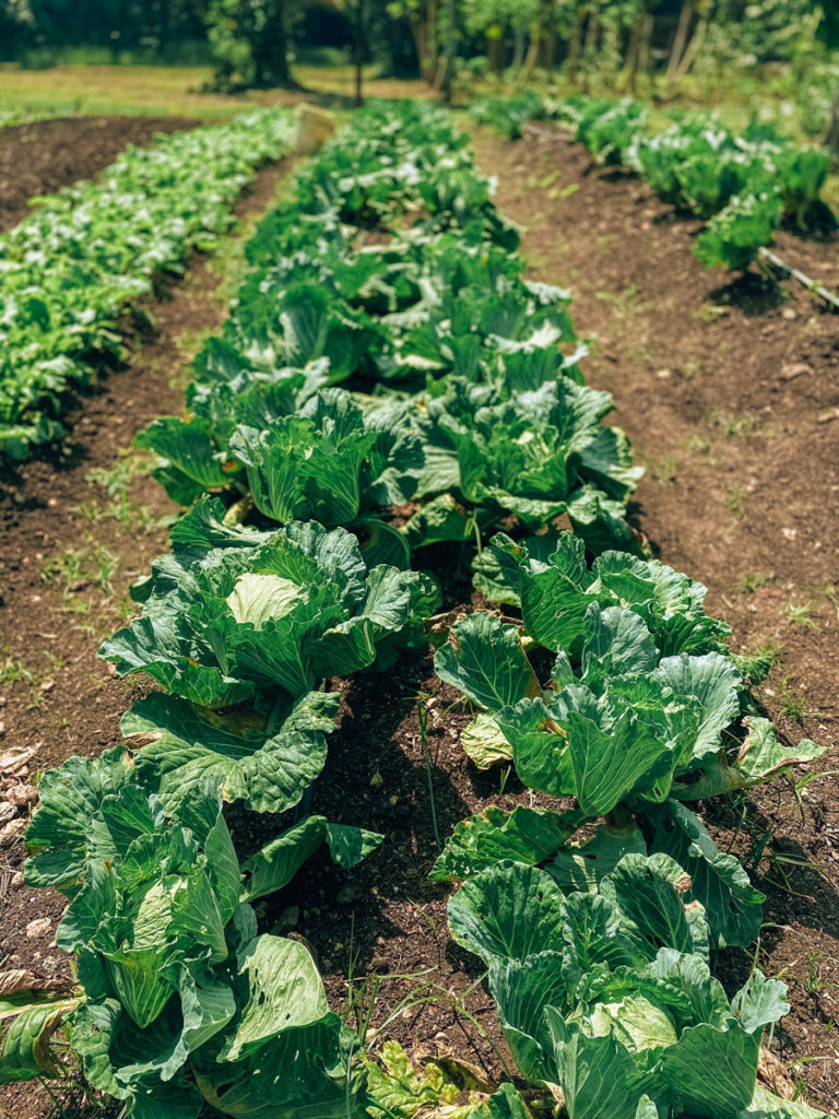 organic Maya farm at chaa creek resort lettuce