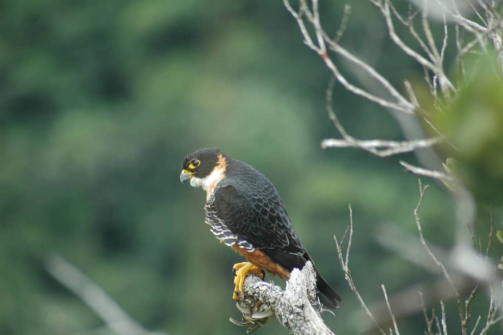 Orange-breasted Falcon birds of belize Cayo district