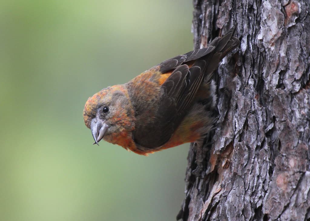 Red Crossbill birds of belize Cayo district