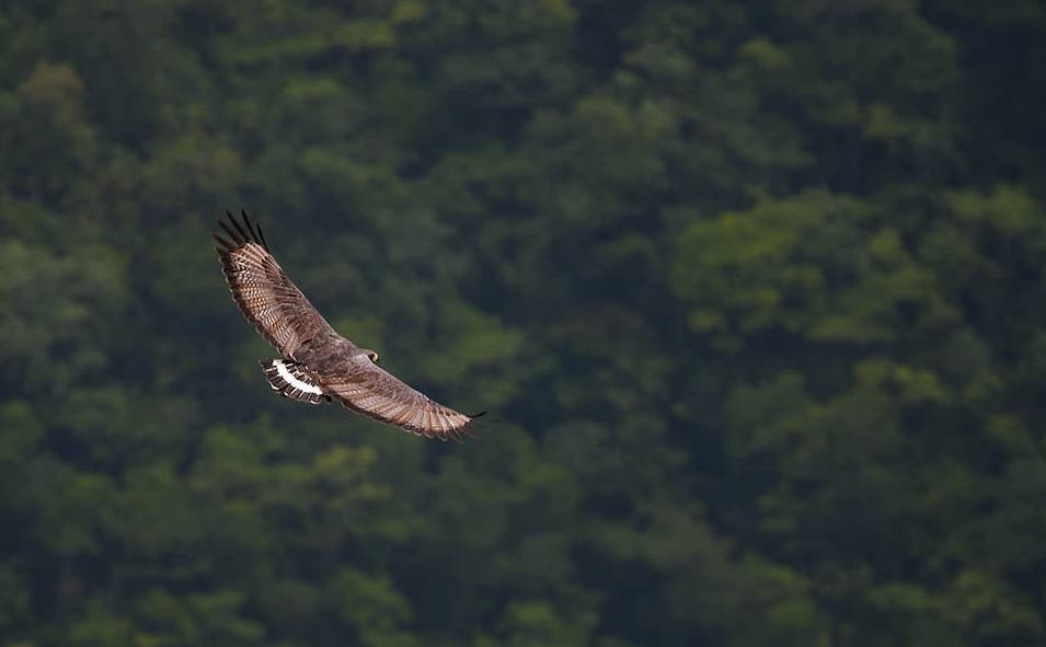 Solitary Eagle in mid flight birds of belize Cayo district