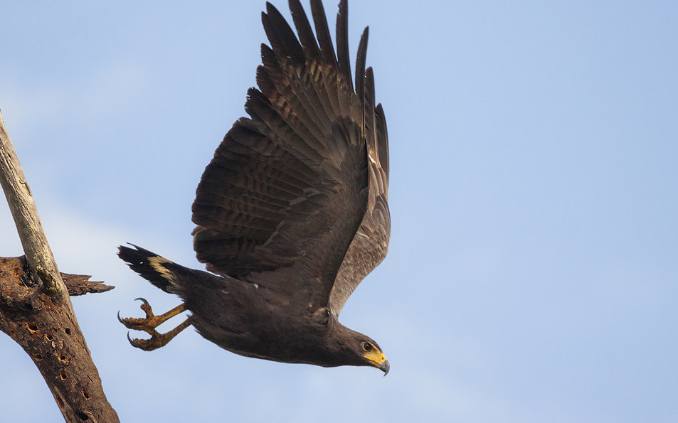 Solitary Eagle taking flight in belize Cayo district