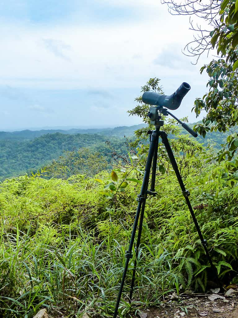 belize birding scope mountain pine ridge