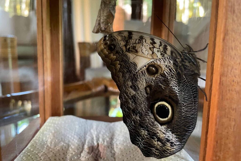 belize blue morpho butterfly cocoon at chaa creek