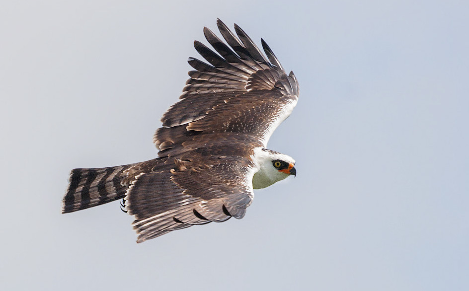 Black-and-White Hawk-Eagle in mountain pine ridge belize