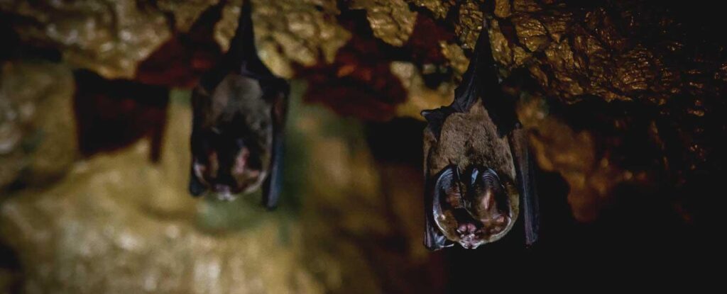 ratbats inside a cave on the macal river