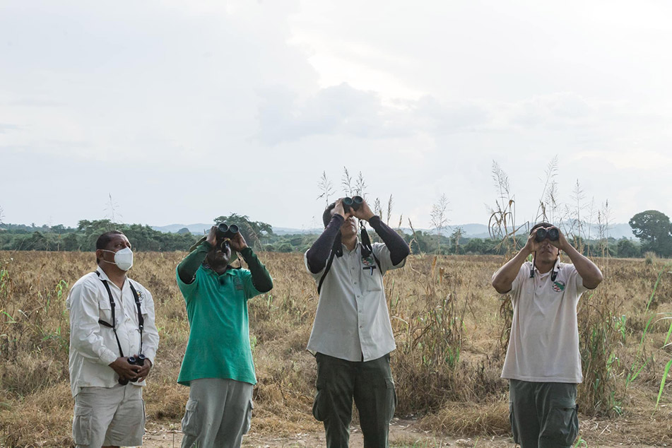 4 of Chaa Creek birding guides in the field birdwatching