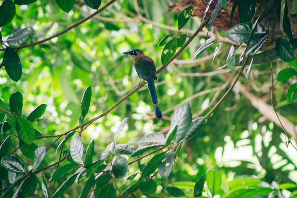 The beautiful blue crowned motmot bird of belize