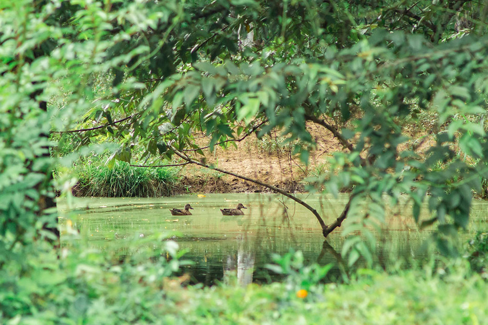 ducks swimming in a pond in western belize